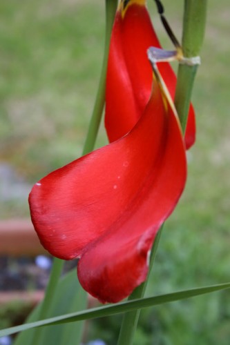 tulip9.jpg